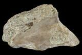 Partial Dinosaur Vertebra Process - Aguja Formation, Texas #116734-1